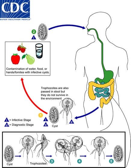 Life cycle of Transmission of Giardia duodenalis