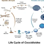 Life cycle of Coccidioides