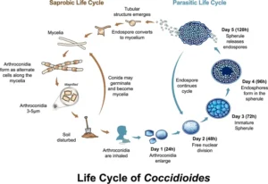 Coccidioidomycosis – Definition, Life Cycle, Pathogenesis