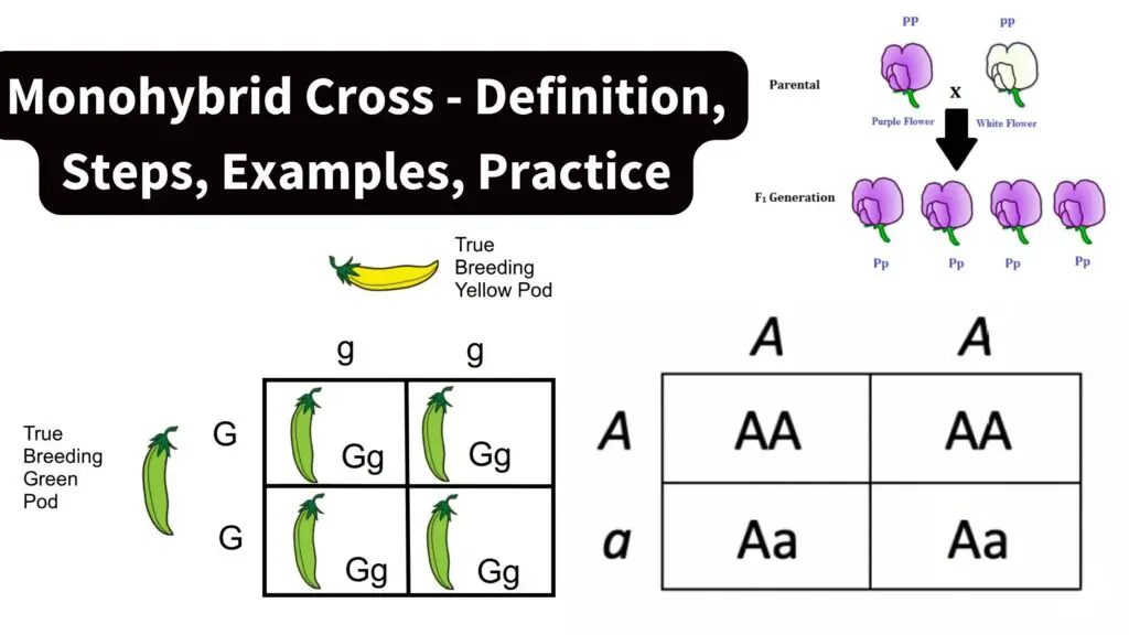 Monohybrid Cross - Definition, Steps, Examples, Practice - Biology ...