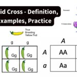 Monohybrid Cross - Definition, Steps, Examples, Practice