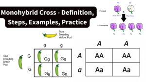 Monohybrid Cross – Definition, Steps, Examples, Practice