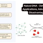 Naked DNA - Definition, Applications, Advantages, Disadvantages