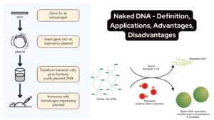 Naked DNA – Definition, Applications, Advantages, Disadvantages
