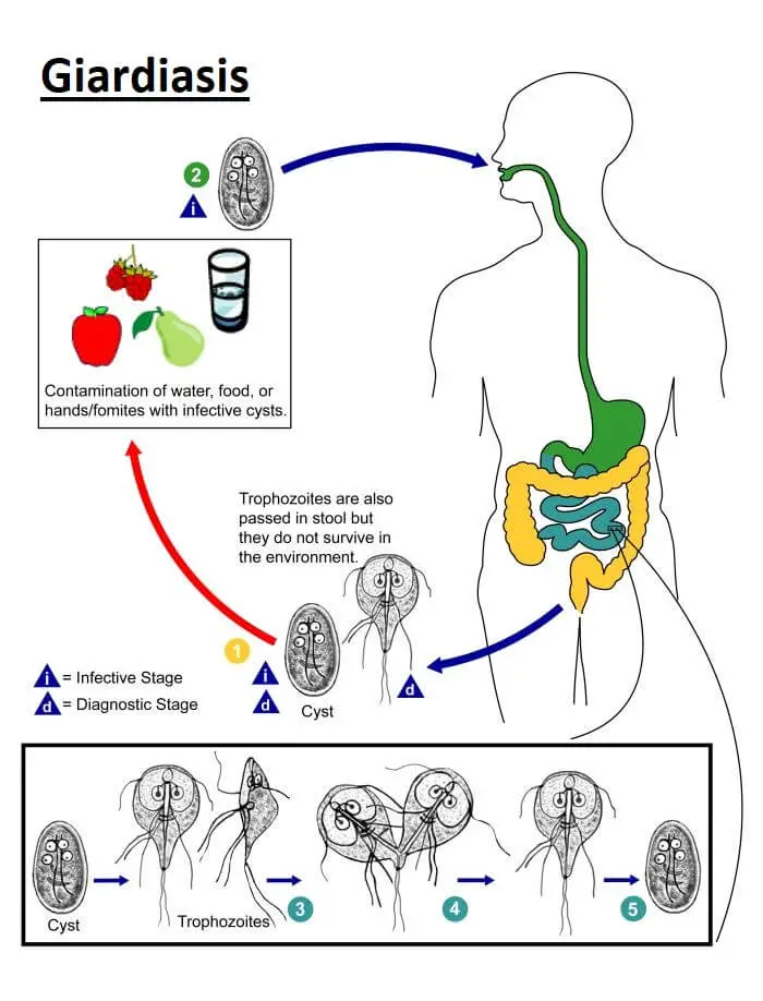 Pathogenesis of Giardia species