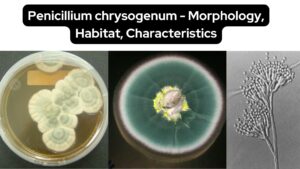 Penicillium chrysogenum – Morphology, Habitat, Characteristics
