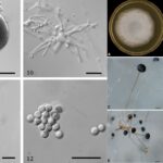 Rhizopus microsporus - overview