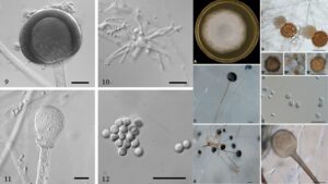 Rhizopus microsporus – overview