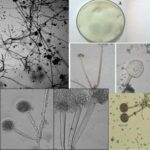 Rhizopus oligosporus - Overview