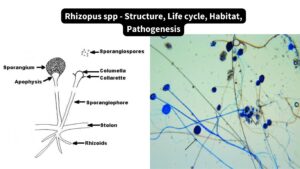 Rhizopus spp – Structure, Life cycle, Habitat, Pathogenesis