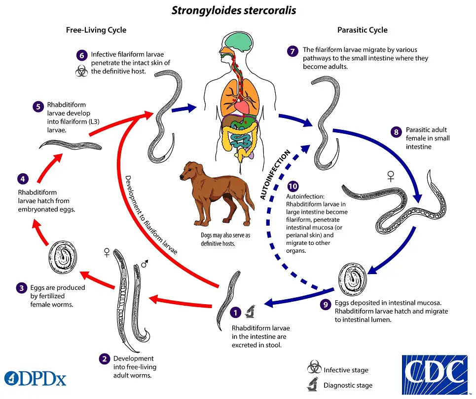 Life cycle of Strongyloides stercoralis