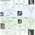 Cryptococcus neoformans - Structure, Infection, Habitat