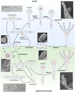 Cryptococcus neoformans – Structure, Infection, Habitat