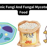 Toxigenic Fungi And Fungal Mycotoxins In Food