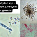 Trichophyton spp - Morphology, Life cycle, Pathogenesis