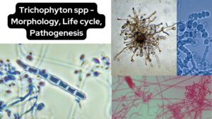 Trichophyton spp – Morphology, Life cycle, Pathogenesis