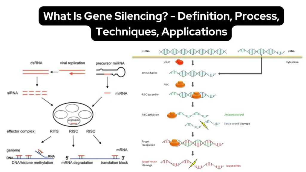 Gene Silencing - Definition, Process, Techniques, Applications ...