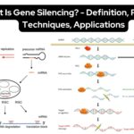 Gene Silencing - Definition, Process, Techniques, Applications