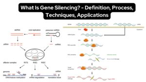 Gene Silencing – Definition, Process, Techniques, Applications