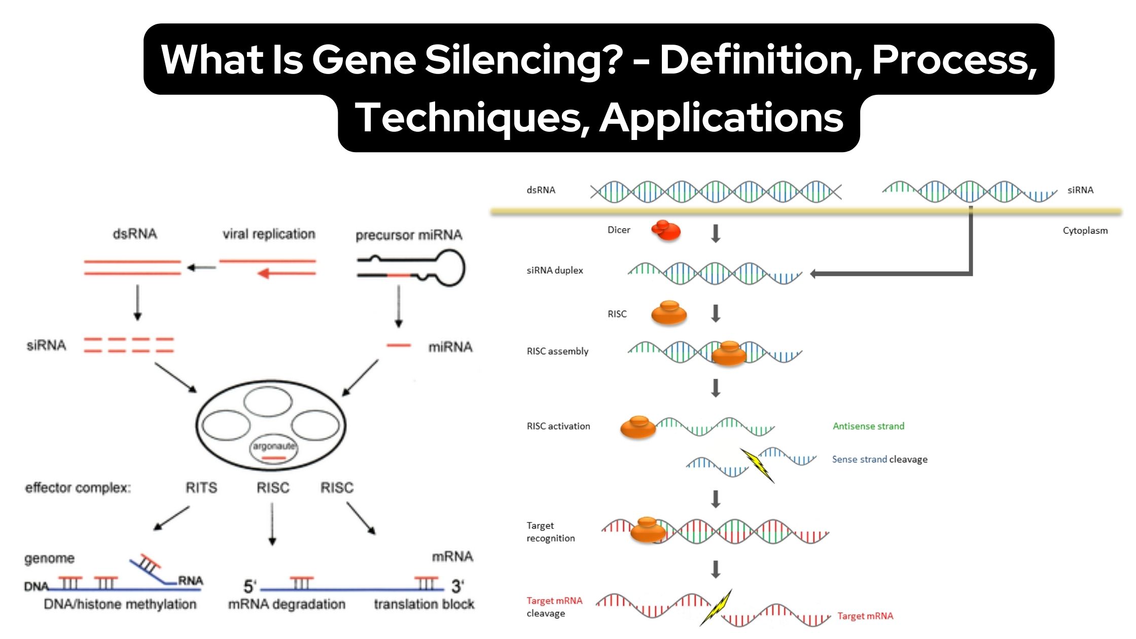 Gene Silencing - Definition, Process, Techniques, Applications