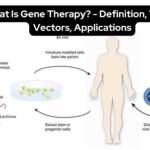 What Is Gene Therapy? - Definition, Types, Vectors, Applications