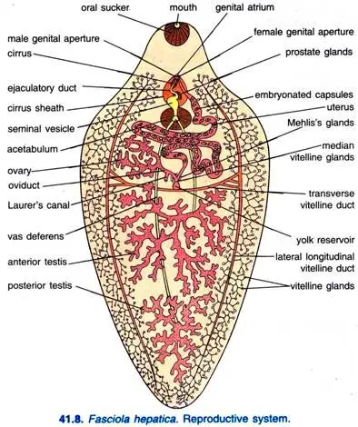 Reproductive System of Fasciola Hepatica