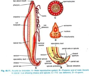 Ascaris lumbricoides – Morphology, Life Cycle, Diagnosis, Treatments, Prophylaxis