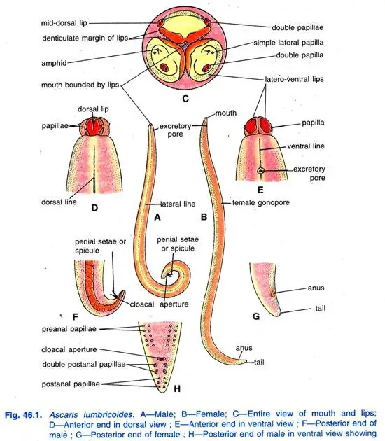 Morphology Of Roundworm With Diagram Ascaris Lumbricoides: Morphology,