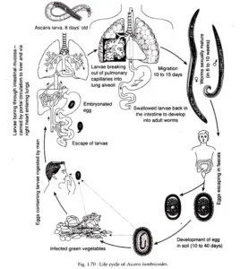 Ancylostoma duodenale – Structure, Life Cycle, Habitat, Characteristics