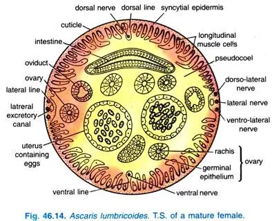 Female Reproductive Organs