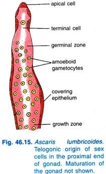 Female Reproductive Organs