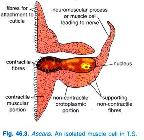 Body Wall of Ascaris Lumbricoides