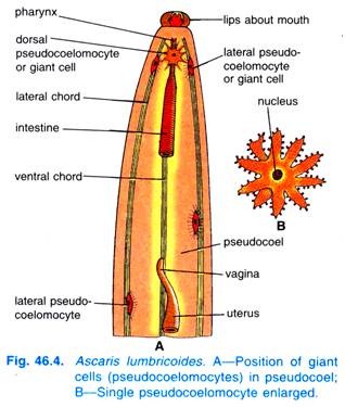 Body Wall of Ascaris Lumbricoides