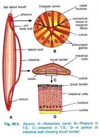 Body Cavity or Pseudocoel of Ascaris Lumbricoides