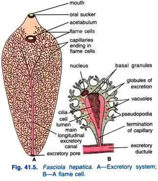 Excretory System of Fasciola Hepatica