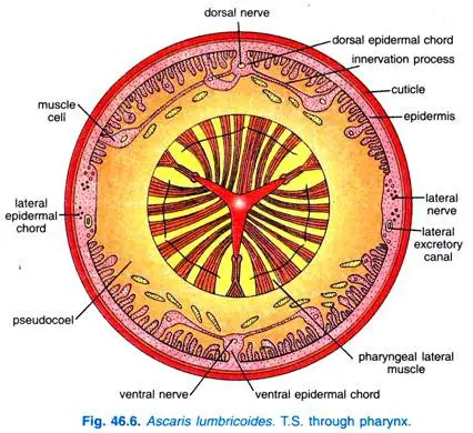 Digestive System of Ascaris Lumbricoides
