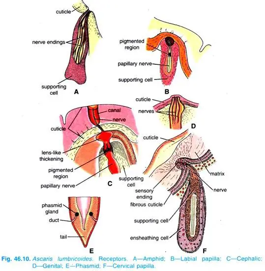 Sense Organs of Ascaris Lumbricoides