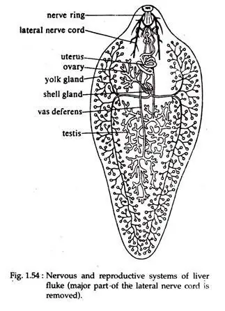 Nervous System of Fasciola Hepatica