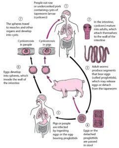 Development/Life Cycle of Taenia Solium