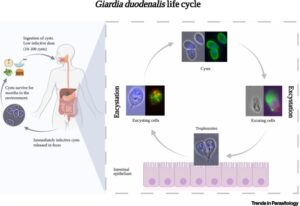 Giardia intestinalis – Morphology, Life Cycle, Prevalence, Epidemiology, Pathogenicity, Diagnosis, Prophylaxis and Treatment