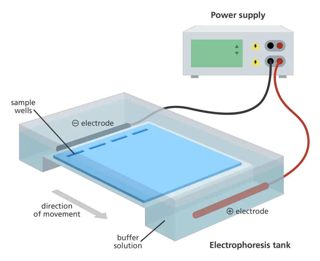 Definition of Agarose Gel Electrophoresis