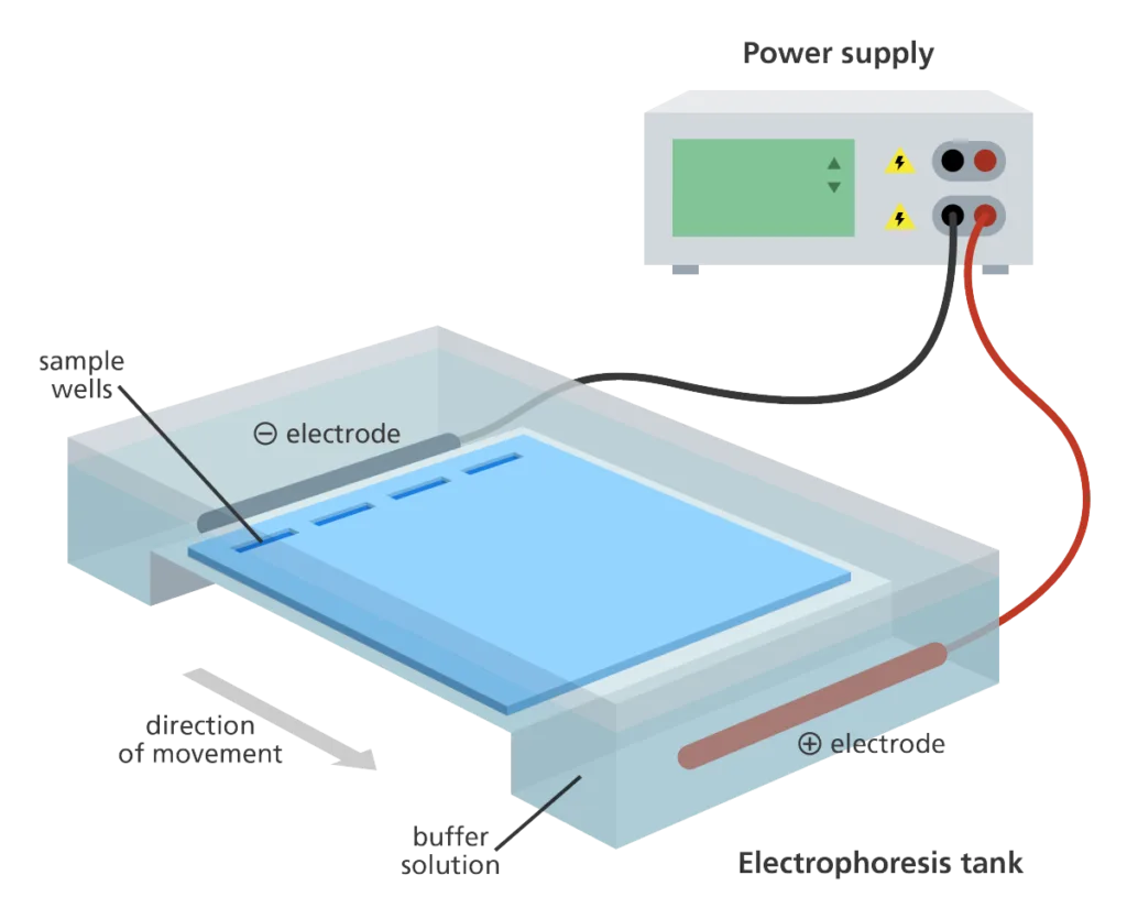 Definition of Agarose Gel Electrophoresis