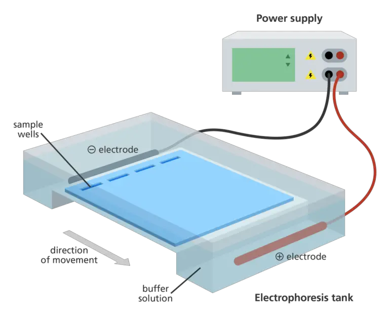 Agarose Gel Electrophoresis Definition, Principle, Procedure ...