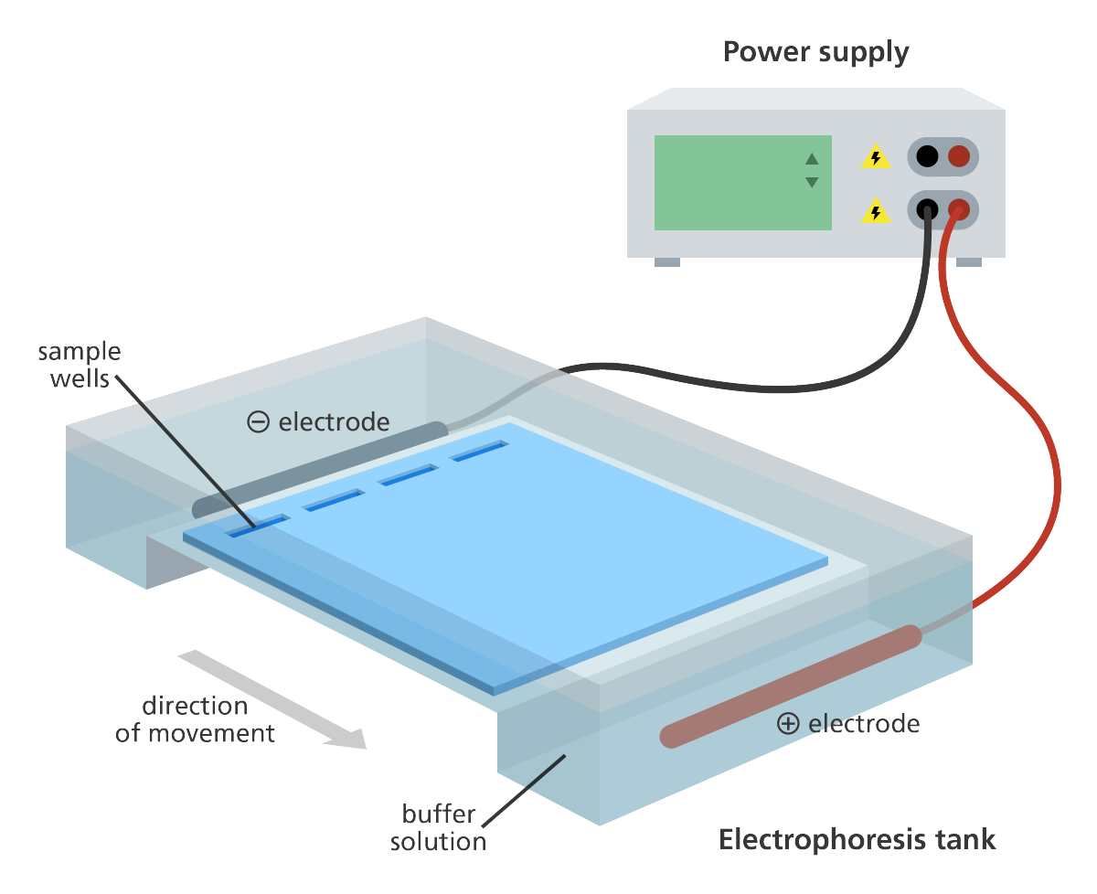 Agarose Gel Electrophoresis Definition, Principle, Procedure — free download