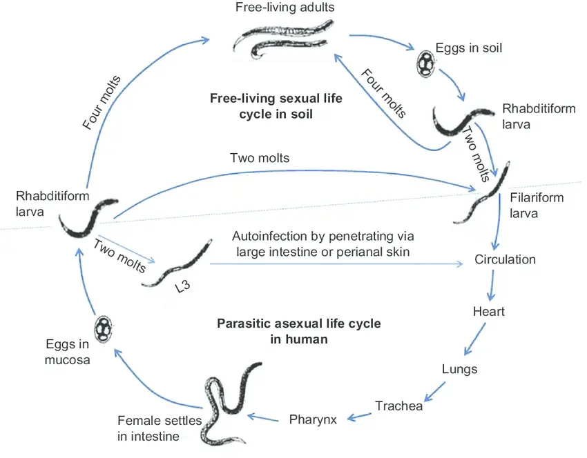 Life cycle of Strongyloides stercoralis