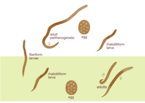 Strongyloides stercoralis (Parasitic Roundworm) - Biology Notes Online