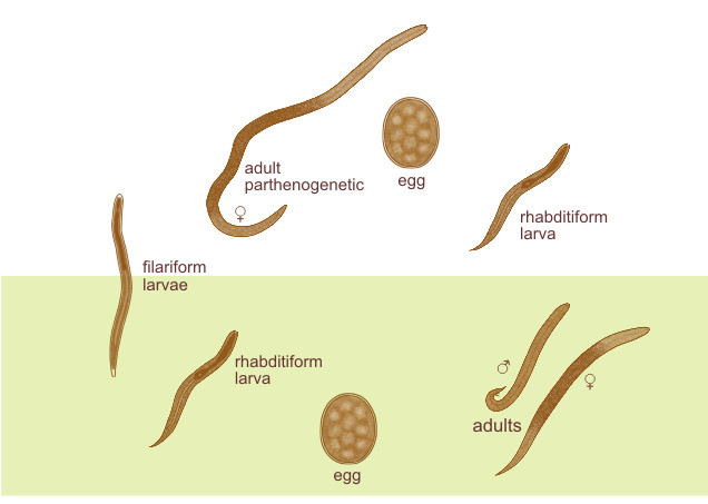 Morphology of Strongyloides stercoralis