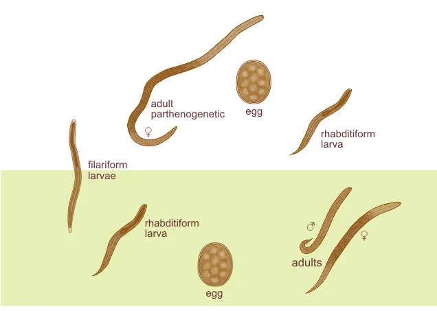 Morphology of Strongyloides stercoralis