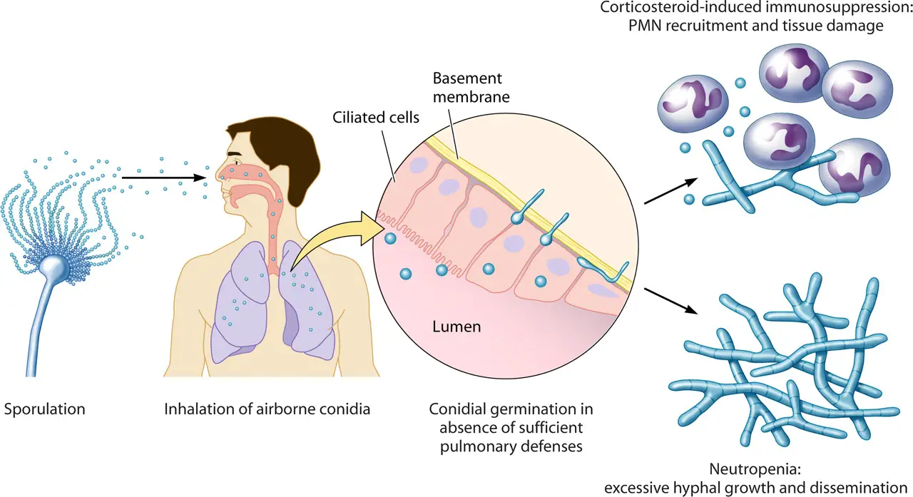 Infectious life cycle of A. fumigatus. Aspergillus