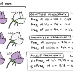 Gene frequencies - Definition, Calculation, Importance